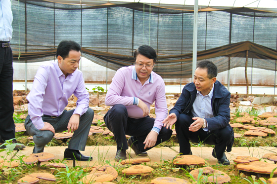 杭州亞運會官方靈芝產(chǎn)品供應商|杭州亞運會官方供應商|中國靈芝十大品牌|仙客來靈芝|仙客來靈芝破壁孢子粉|仙客來孢子油|仙客來靈芝飲片|仙客來破壁孢子粉|靈芝孢子油|孢子粉|靈芝破壁孢子粉|靈芝|中華老字號 杭州亞運會官方靈芝產(chǎn)品供應商|杭州亞運會官方供應商|中國靈芝十大品牌|仙客來靈芝|仙客來靈芝破壁孢子粉|仙客來孢子油|仙客來靈芝飲片|仙客來破壁孢子粉|靈芝孢子油|孢子粉|靈芝破壁孢子粉|靈芝|中華老字號