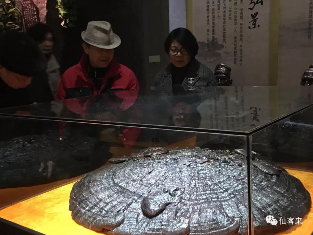 中國靈芝十大品牌|仙客來靈芝|仙客來靈芝破壁孢子粉|仙客來孢子油|仙客來靈芝飲片|仙客來破壁孢子粉|仙客來靈芝中藥飲片|馳名商標(biāo)|www.card931.cn|