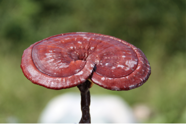 1553758762535713.png 1553758762535713.png