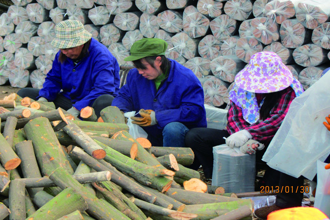 人工裝袋|仙客來靈芝|中國靈芝十大品牌|中國馳名商標(biāo)|中國首家靈芝全產(chǎn)業(yè)鏈可視工廠 人工裝袋|仙客來靈芝|中國靈芝十大品牌|中國馳名商標(biāo)|中國首家靈芝全產(chǎn)業(yè)鏈可視工廠