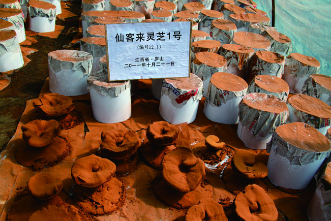 靈芝產(chǎn)粉成熟期|仙客來靈芝|中國靈芝十大品牌|中國馳名商標(biāo)|中國首家靈芝全產(chǎn)業(yè)鏈可視工廠 靈芝產(chǎn)粉成熟期|仙客來靈芝|中國靈芝十大品牌|中國馳名商標(biāo)|中國首家靈芝全產(chǎn)業(yè)鏈可視工廠