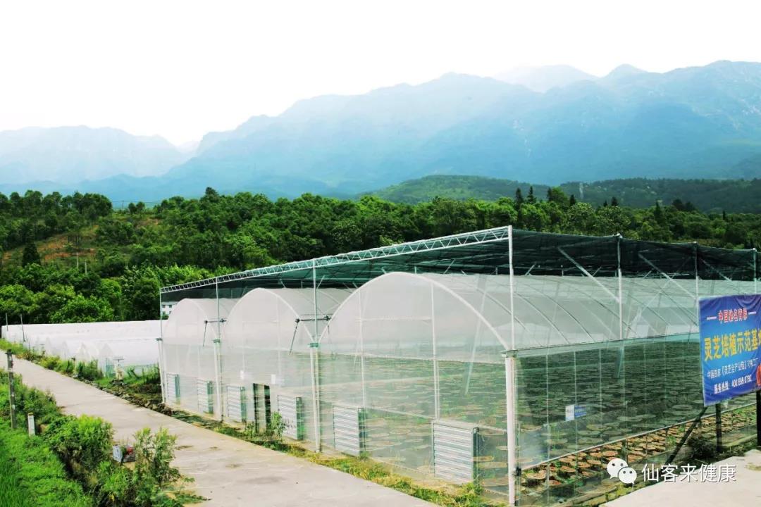 中國靈芝十大品牌|仙客來靈芝|仙客來靈芝破壁孢子粉|仙客來孢子油|仙客來靈芝飲片|仙客來破壁孢子粉|仙客來靈芝中藥飲片|馳名商標(biāo)|www.card931.cn|