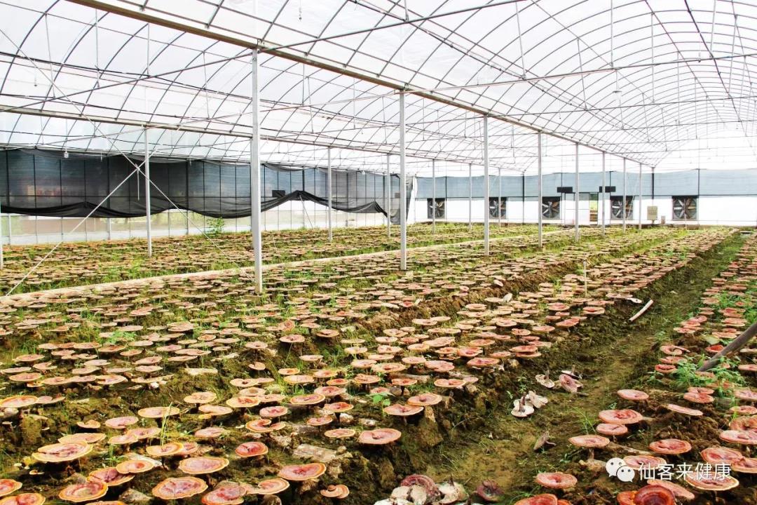 中國靈芝十大品牌|仙客來靈芝|仙客來靈芝破壁孢子粉|仙客來孢子油|仙客來靈芝飲片|仙客來破壁孢子粉|仙客來靈芝中藥飲片|馳名商標(biāo)|www.card931.cn|