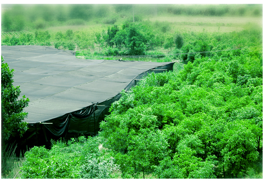 中國靈芝十大品牌|仙客來靈芝|仙客來靈芝破壁孢子粉|仙客來孢子油|仙客來靈芝飲片|仙客來破壁孢子粉|仙客來靈芝中藥飲片|馳名商標|www.card931.cn| 中國靈芝十大品牌|仙客來靈芝|仙客來靈芝破壁孢子粉|仙客來孢子油|仙客來靈芝飲片|仙客來破壁孢子粉|仙客來靈芝中藥飲片|馳名商標|www.card931.cn|
