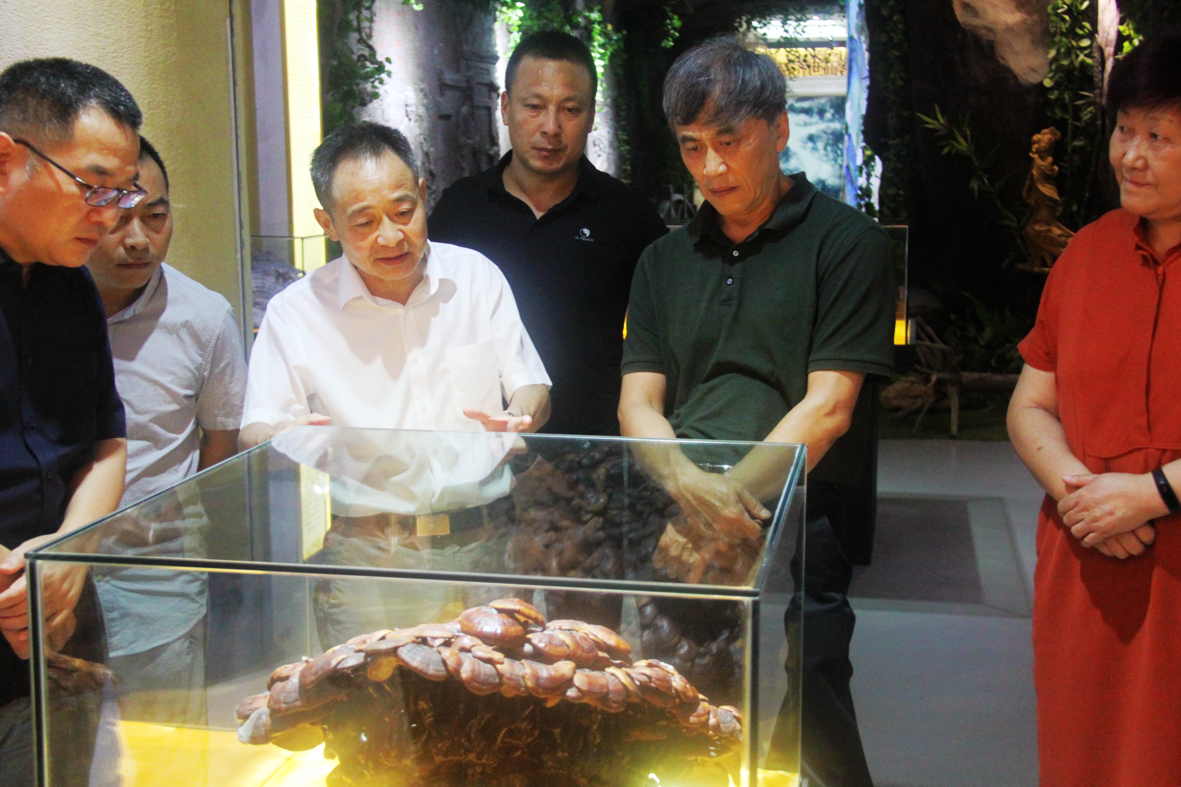 中國靈芝十大品牌|仙客來靈芝|仙客來靈芝破壁孢子粉|仙客來孢子油|仙客來靈芝飲片|仙客來破壁孢子粉|仙客來靈芝中藥飲片|馳名商標(biāo)|www.card931.cn|