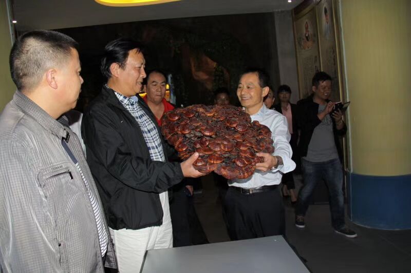 中國靈芝十大品牌|仙客來靈芝|仙客來靈芝破壁孢子粉|仙客來孢子油|仙客來靈芝飲片|仙客來破壁孢子粉|仙客來靈芝中藥飲片|馳名商標|www.card931.cn|