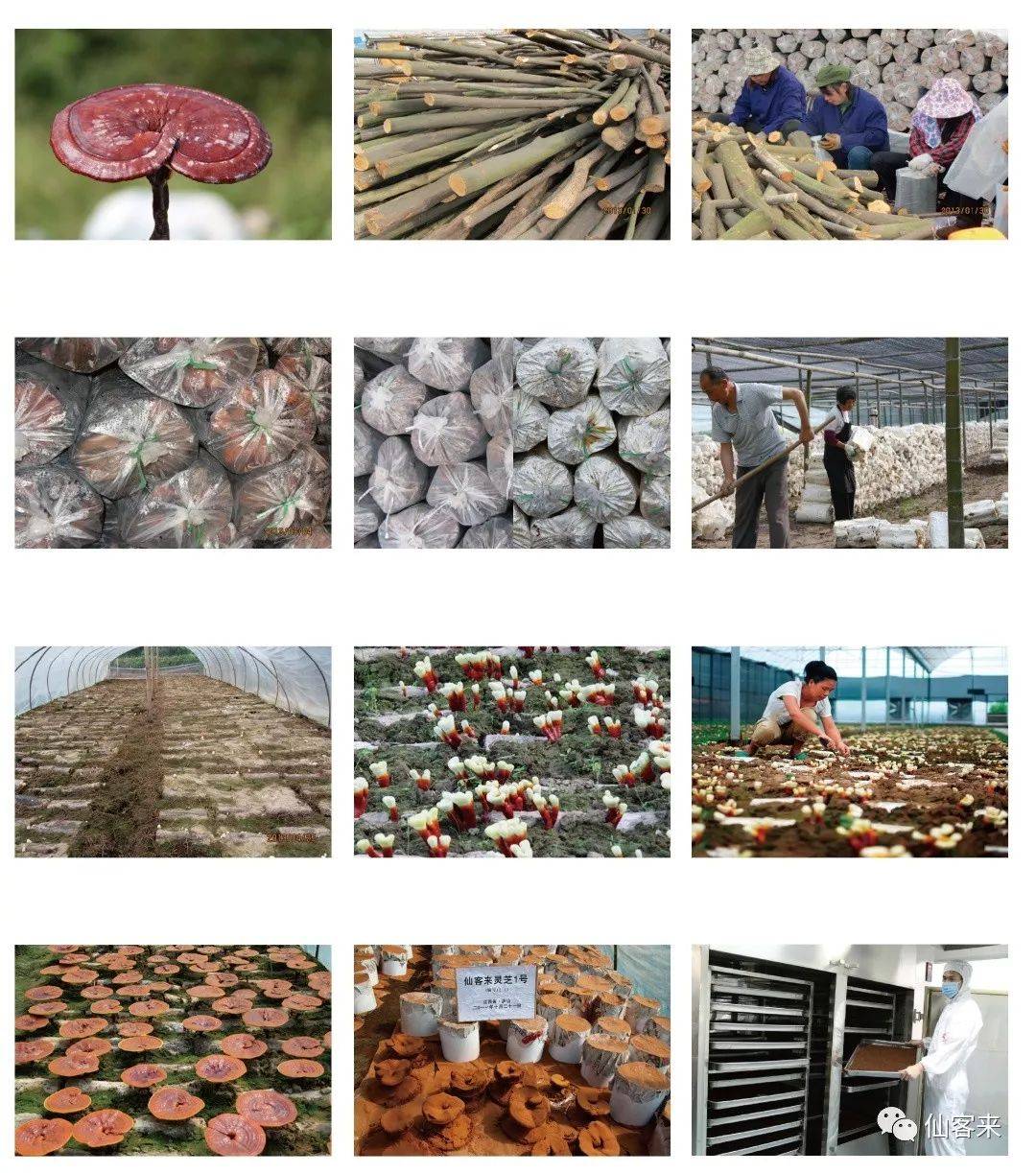 中國(guó)靈芝十大品牌|仙客來(lái)靈芝|仙客來(lái)靈芝破壁孢子粉|仙客來(lái)孢子油|仙客來(lái)靈芝飲片|仙客來(lái)破壁孢子粉|仙客來(lái)靈芝中藥飲片|馳名商標(biāo)|www.card931.cn|