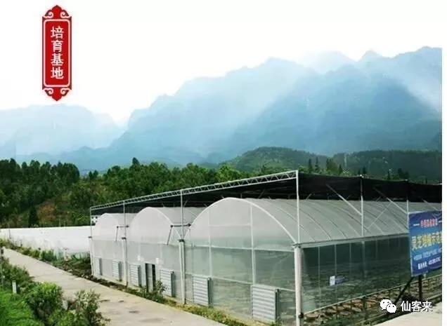 中國(guó)靈芝十大品牌|仙客來(lái)靈芝|仙客來(lái)靈芝破壁孢子粉|仙客來(lái)孢子油|仙客來(lái)靈芝飲片|仙客來(lái)破壁孢子粉|仙客來(lái)靈芝中藥飲片|馳名商標(biāo)|www.card931.cn|