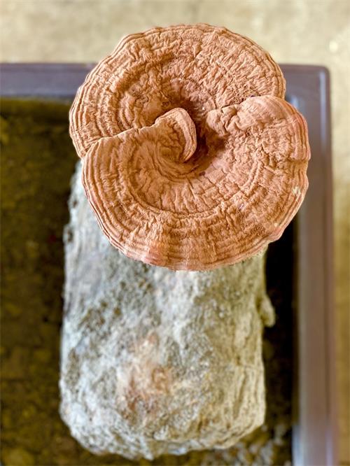 1587023291405125.jpg QzpcVXNlcnNcQVNVU1xBcHBEYXRhXFJvYW1pbmdcRGluZ1RhbGtcNjQ5NzkzNjIzX3YyXEltYWdlRmlsZXNcMTM0MTQwMDRcMTg4MjM2NTQ0N18xNTczMzE0MjAyOF80RkNBRUJDMS01NTVELTQ0MUUtQTY2MS00QUVEOTJCNDgxNzJfMV8xMDVfYy5qcGVn.jpg