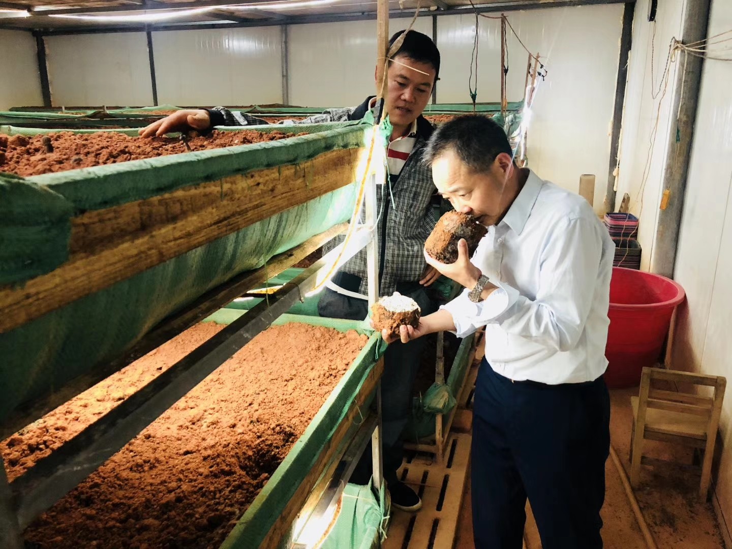 杭州亞運會官方靈芝產(chǎn)品供應(yīng)商|杭州亞運會官方供應(yīng)商|中國靈芝十大品牌|仙客來靈芝|仙客來靈芝破壁孢子粉|仙客來孢子油|仙客來靈芝飲片|仙客來破壁孢子粉|靈芝孢子油|孢子粉|靈芝破壁孢子粉|靈芝|中華老字號