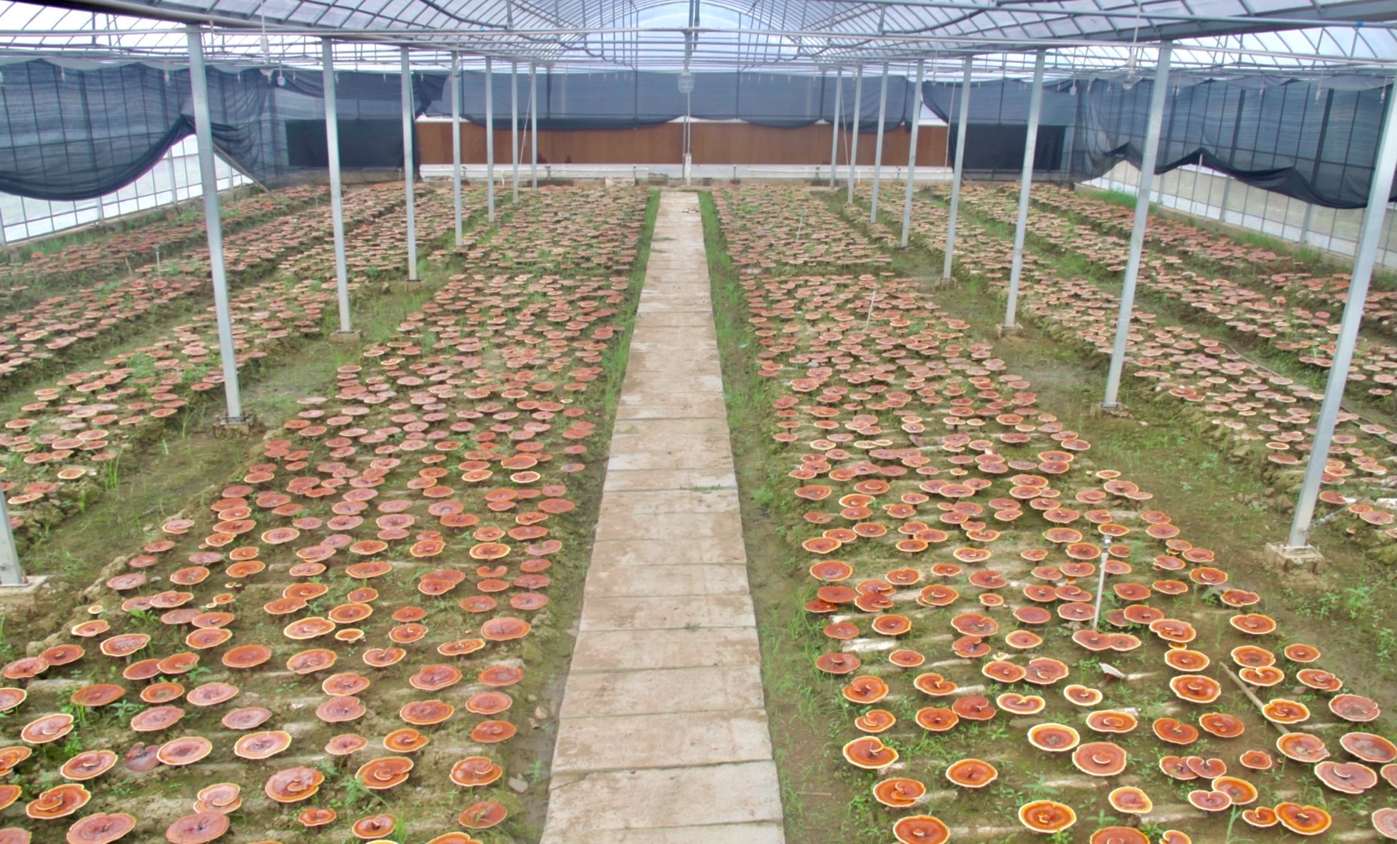 杭州亞運會官方靈芝產(chǎn)品供應(yīng)商|杭州亞運會官方供應(yīng)商|中國靈芝十大品牌|仙客來靈芝|仙客來靈芝破壁孢子粉|仙客來孢子油|仙客來靈芝飲片|仙客來破壁孢子粉|靈芝孢子油|孢子粉|靈芝破壁孢子粉|靈芝|中華老字號