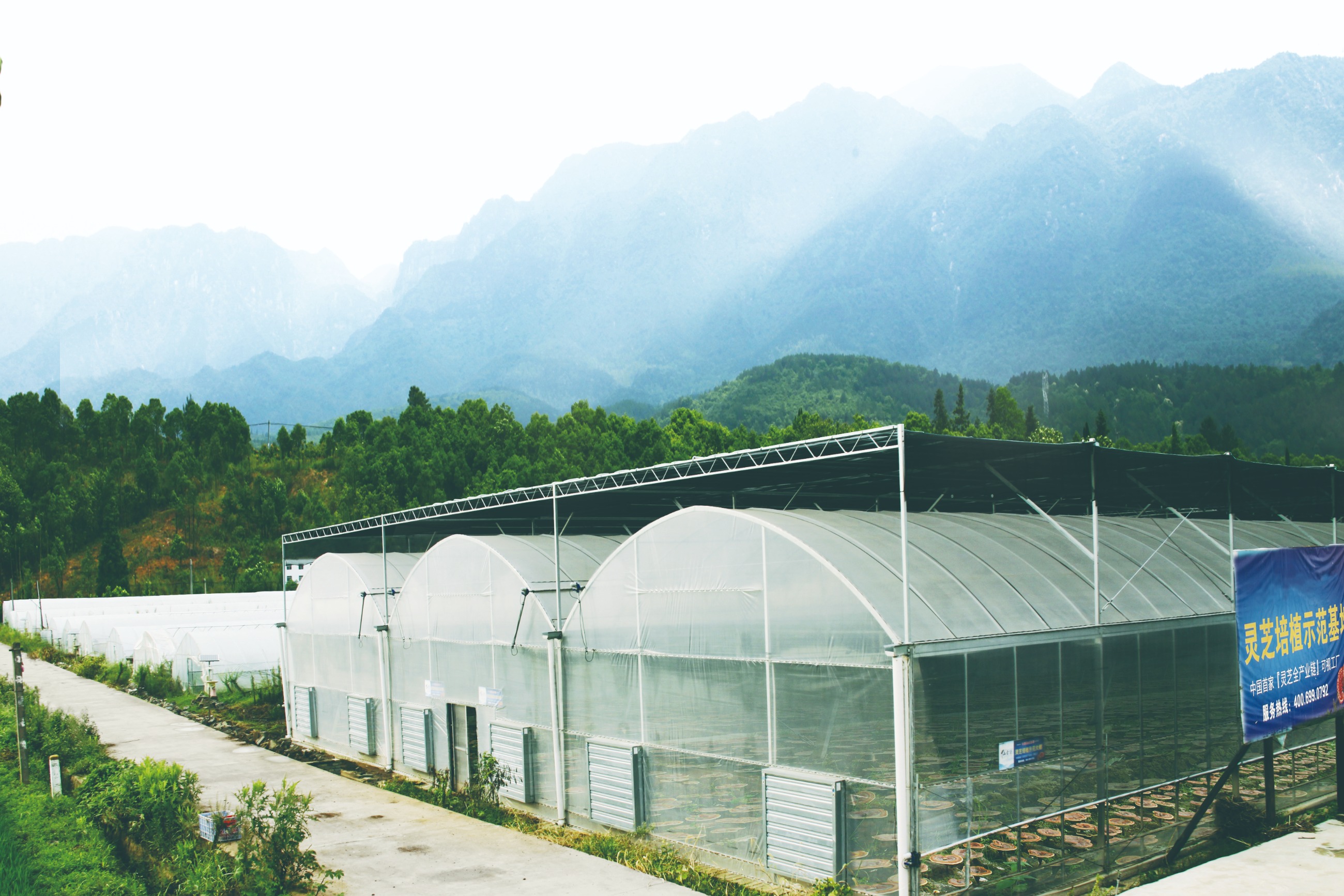 杭州亞運(yùn)會官方靈芝產(chǎn)品供應(yīng)商|杭州亞運(yùn)會官方供應(yīng)商|中國靈芝十大品牌|仙客來靈芝|仙客來靈芝破壁孢子粉|仙客來孢子油|仙客來靈芝飲片|仙客來破壁孢子粉|靈芝孢子油|孢子粉|靈芝破壁孢子粉|靈芝|中華老字號 杭州亞運(yùn)會官方靈芝產(chǎn)品供應(yīng)商|杭州亞運(yùn)會官方供應(yīng)商|中國靈芝十大品牌|仙客來靈芝|仙客來靈芝破壁孢子粉|仙客來孢子油|仙客來靈芝飲片|仙客來破壁孢子粉|靈芝孢子油|孢子粉|靈芝破壁孢子粉|靈芝|中華老字號