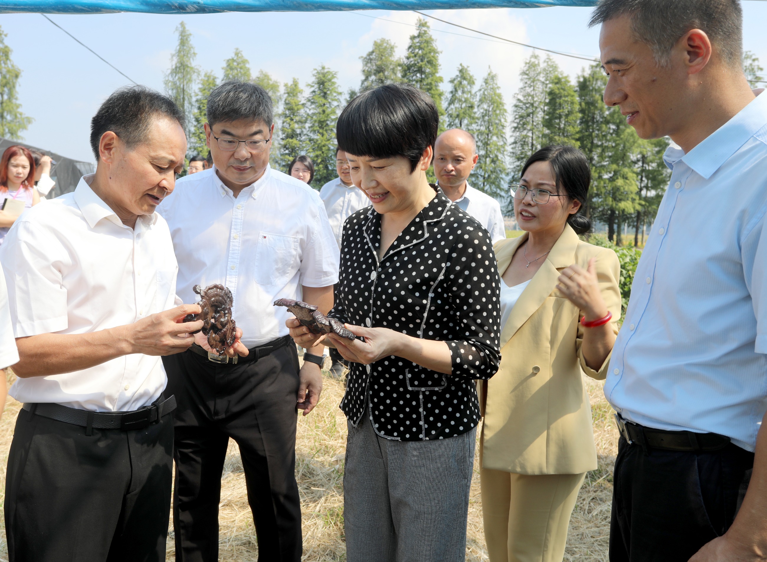 杭州亞運(yùn)會(huì)官方靈芝產(chǎn)品供應(yīng)商|杭州亞運(yùn)會(huì)官方供應(yīng)商|中國靈芝十大品牌|仙客來靈芝|仙客來靈芝破壁孢子粉|仙客來孢子油|仙客來靈芝飲片|仙客來破壁孢子粉|靈芝孢子油|孢子粉|靈芝破壁孢子粉|靈芝|中華老字號(hào)